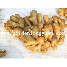 High Quality Fresh Ginger with Best Price